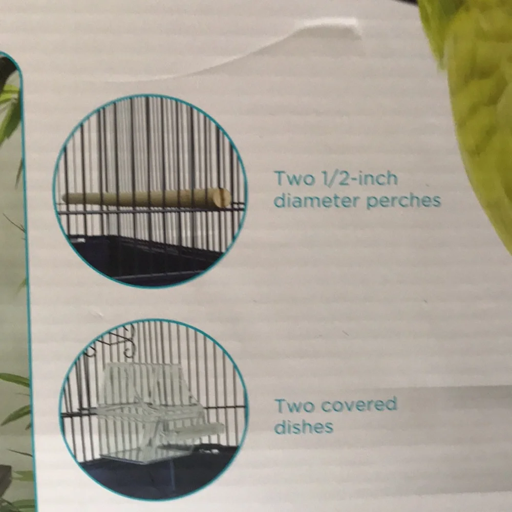 You you & Me parakeet habit